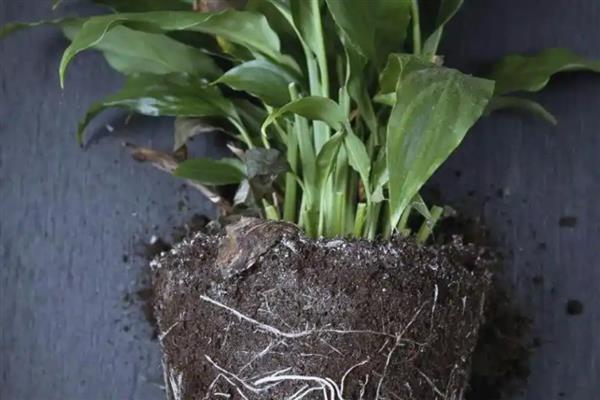 白掌怎么水培，每隔7-10天换一次水