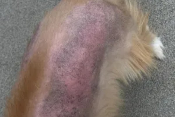 狗狗蜱虫怎么处理,可用乙醚涂在蜱的头部