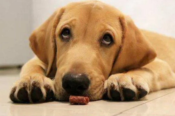 狗狗蜱虫怎么处理,可用乙醚涂在蜱的头部