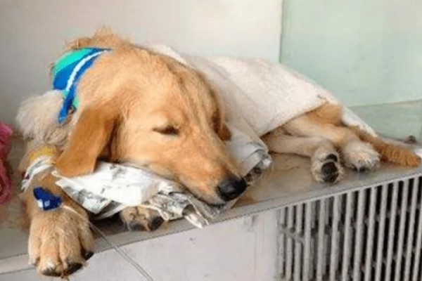 狗狗蜱虫怎么处理,可用乙醚涂在蜱的头部