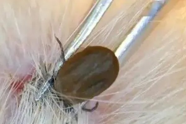 狗狗蜱虫怎么处理,可用乙醚涂在蜱的头部
