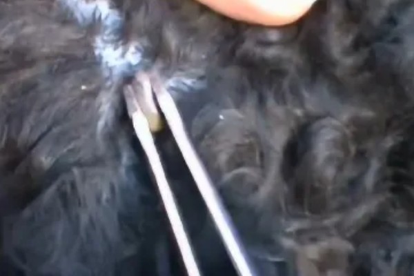 狗狗蜱虫怎么处理,可用乙醚涂在蜱的头部