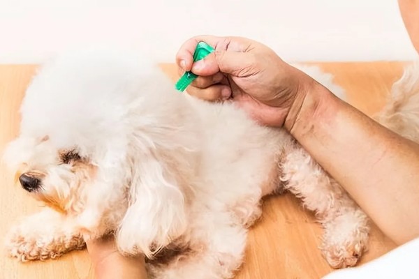 狗狗蜱虫怎么处理,可用乙醚涂在蜱的头部