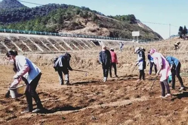 南瓜的种植方法，一个穴中放入3-5颗种子