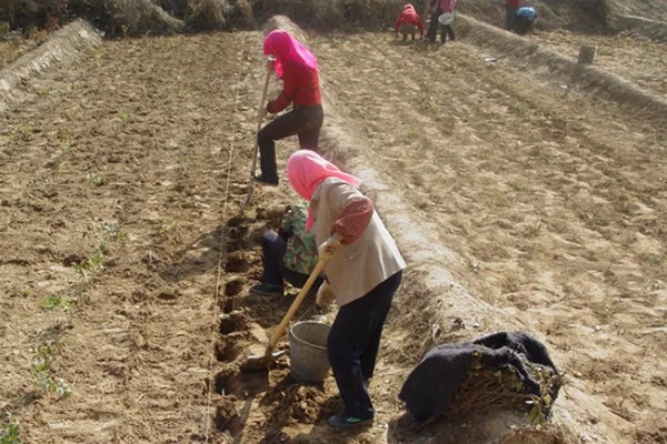 南瓜的种植方法，一个穴中放入3-5颗种子