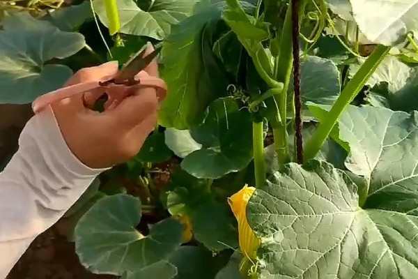 南瓜的种植方法，一个穴中放入3-5颗种子