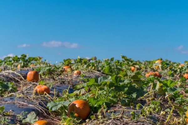 南瓜的种植方法，一个穴中放入3-5颗种子