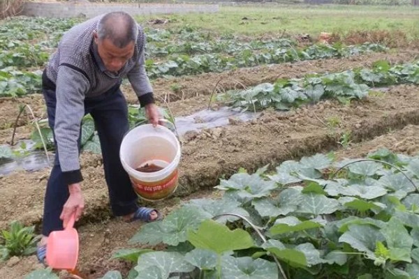 南瓜的种植方法，一个穴中放入3-5颗种子