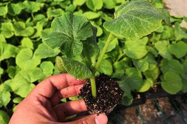 南瓜的种植方法，一个穴中放入3-5颗种子