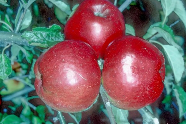 红玉苹果的特点，其果肉黄白色且肉质细脆