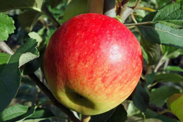 红玉苹果的特点，其果肉黄白色且肉质细脆