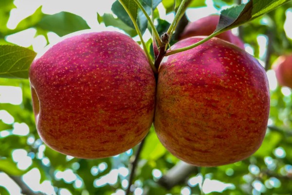 红玉苹果的特点，其果肉黄白色且肉质细脆