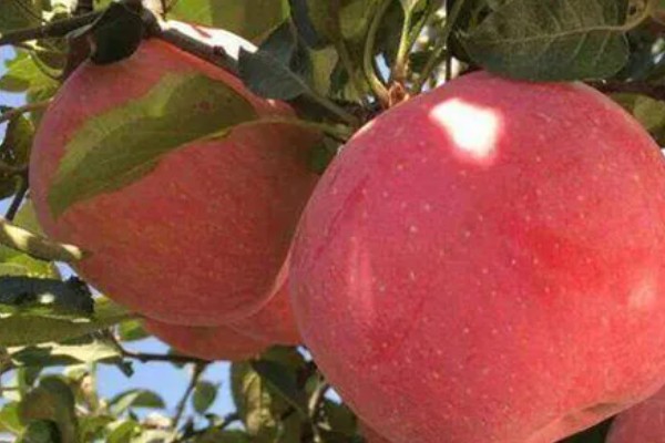 红玉苹果的特点，其果肉黄白色且肉质细脆