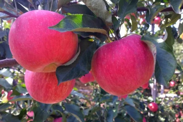 红玉苹果的特点，其果肉黄白色且肉质细脆