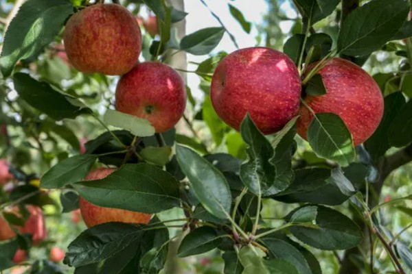 红玉苹果的特点，其果肉黄白色且肉质细脆