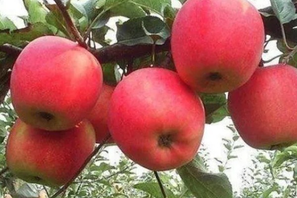 红玉苹果的特点，其果肉黄白色且肉质细脆