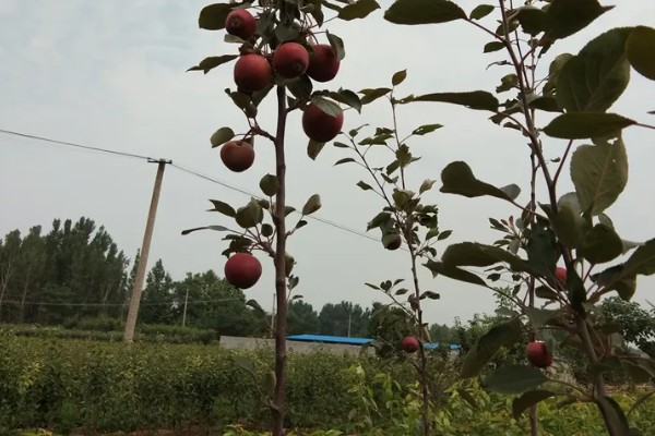 红玉苹果的特点，其果肉黄白色且肉质细脆