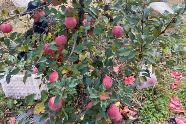 红玉苹果的特点，其果肉黄白色且肉质细脆