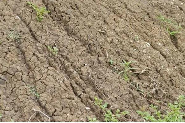 解决土壤板结的方法，缺乏有机质可先翻松再掺入泥炭等物质