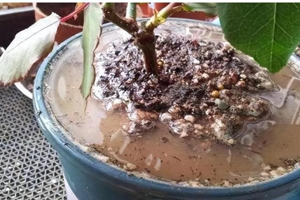 解决土壤板结的方法，缺乏有机质可先翻松再掺入泥炭等物质