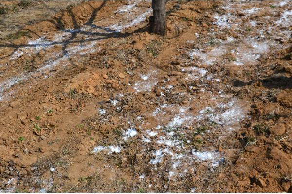 解决土壤板结的方法，缺乏有机质可先翻松再掺入泥炭等物质