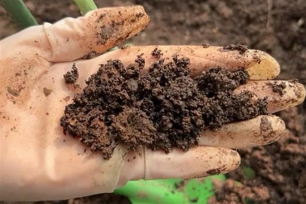 报春花的养殖方法，每年的春季更换一次盆土