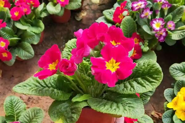 报春花的养殖方法，每年的春季更换一次盆土