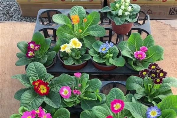 报春花的养殖方法，每年的春季更换一次盆土