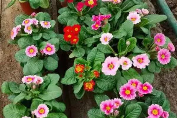 报春花的养殖方法，每年的春季更换一次盆土