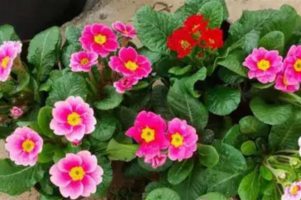 报春花的养殖方法，每年的春季更换一次盆土