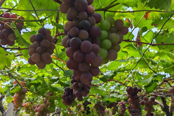 农村竞争小又赚钱的行业,主要有新型立体笼养业、乡野休闲度假服务等