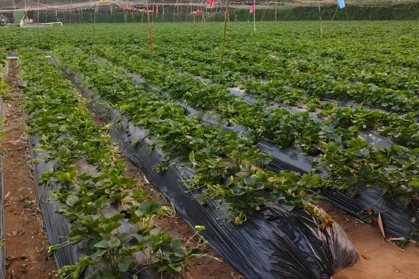 农村竞争小又赚钱的行业,主要有新型立体笼养业、乡野休闲度假服务等