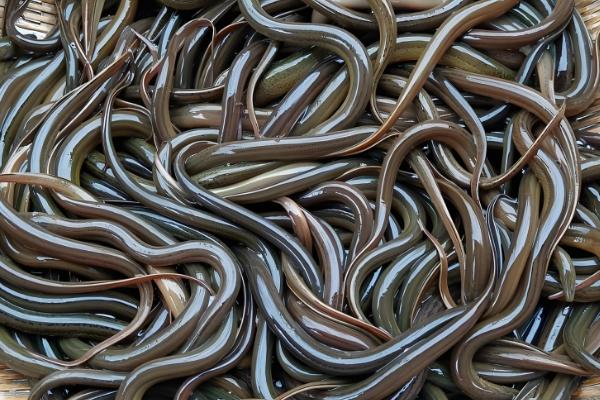 黄鳝简介，原产于东亚、东南亚等地