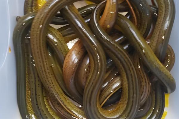 黄鳝简介，原产于东亚、东南亚等地