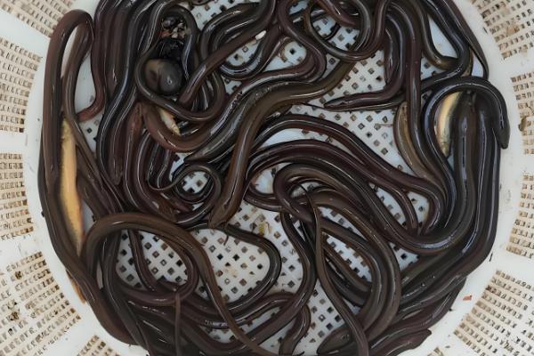 黄鳝简介，原产于东亚、东南亚等地