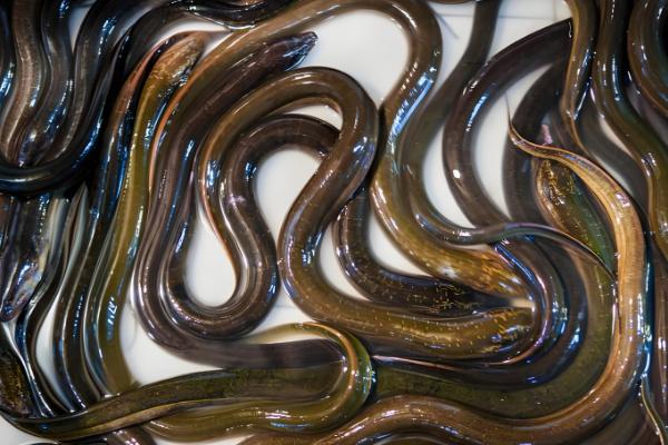 黄鳝简介，原产于东亚、东南亚等地