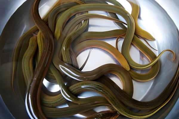 黄鳝简介，原产于东亚、东南亚等地