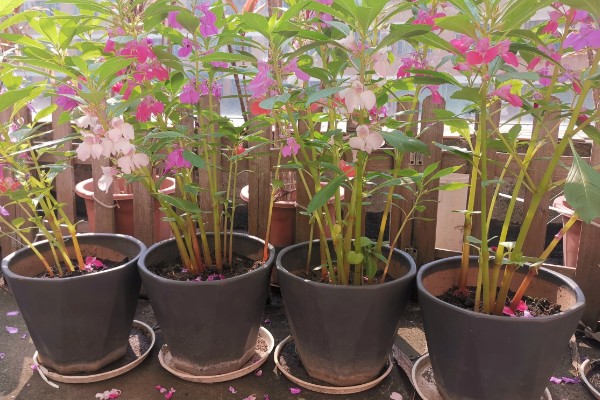 凤仙花的浇水间隔,春秋季节每隔5-7天浇一次