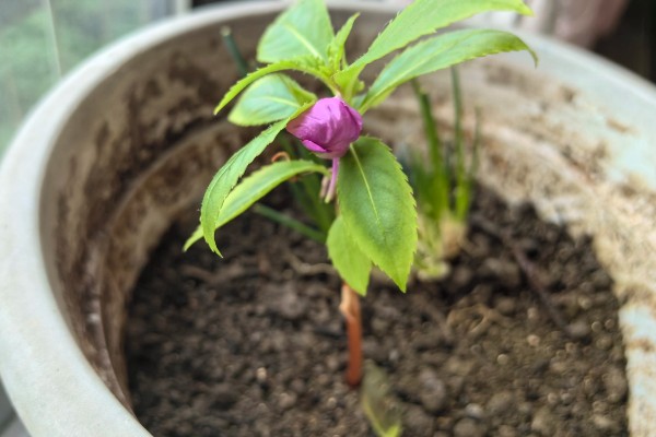 凤仙花的浇水间隔,春秋季节每隔5-7天浇一次