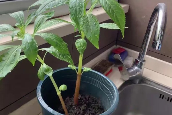 凤仙花的浇水间隔,春秋季节每隔5-7天浇一次