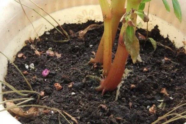 凤仙花的浇水间隔,春秋季节每隔5-7天浇一次