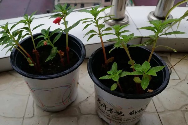 凤仙花的浇水间隔,春秋季节每隔5-7天浇一次