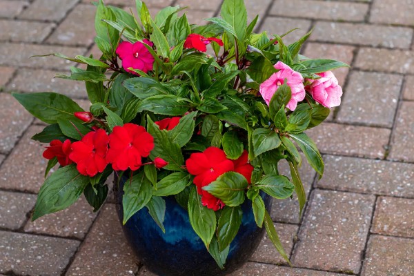 凤仙花的浇水间隔,春秋季节每隔5-7天浇一次