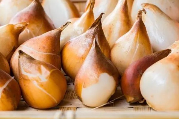 郁金香的留种方法,以下几种保存方式可避免种子腐烂