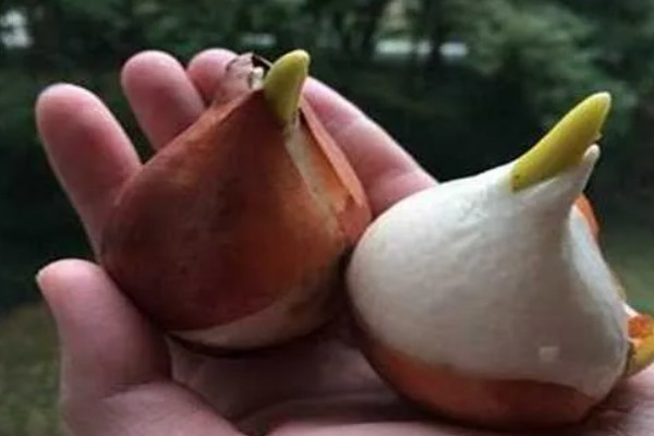 郁金香的留种方法,以下几种保存方式可避免种子腐烂