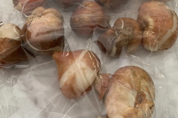 郁金香的留种方法,以下几种保存方式可避免种子腐烂