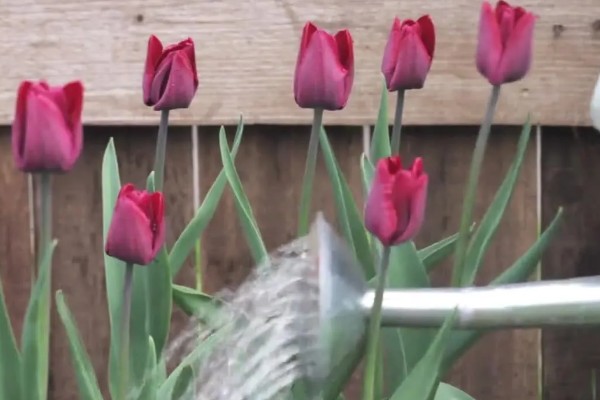 郁金香的留种方法,以下几种保存方式可避免种子腐烂