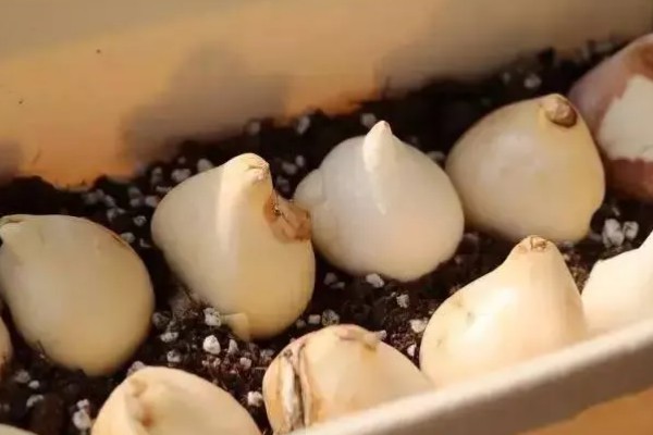 郁金香的留种方法,以下几种保存方式可避免种子腐烂