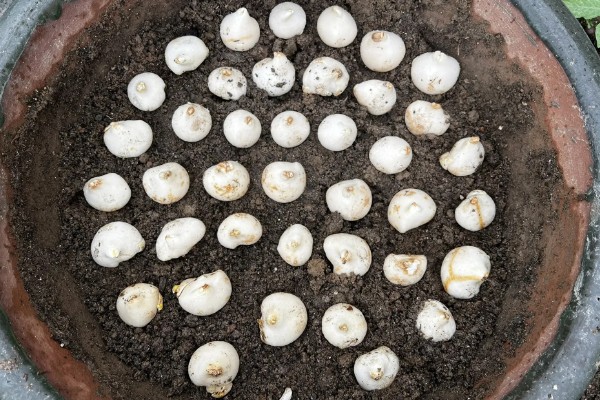 郁金香的留种方法,以下几种保存方式可避免种子腐烂