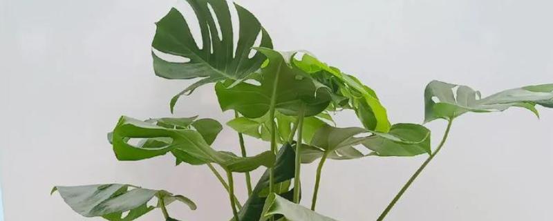 小龟背竹有没有毒，毒性主要来自汁液